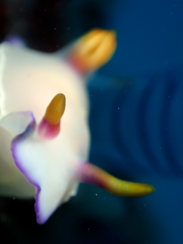 ゾウゲイロウミウシ