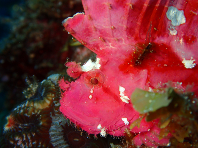 ハダカハオコゼ