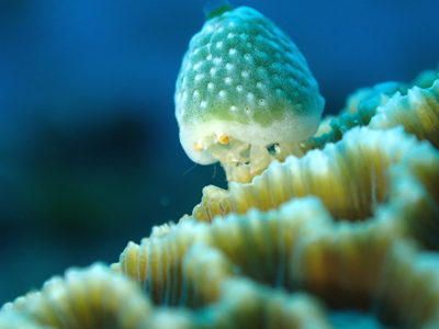 ユキンコボウシガニ