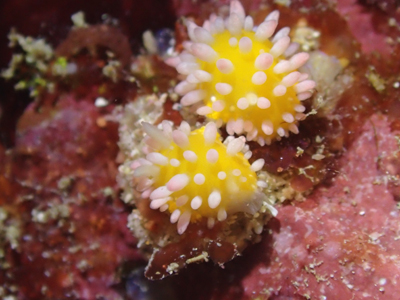 イガグリウミウシ