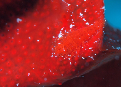 パロンシュリンプ