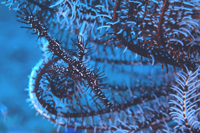 ニシキフウライウオ