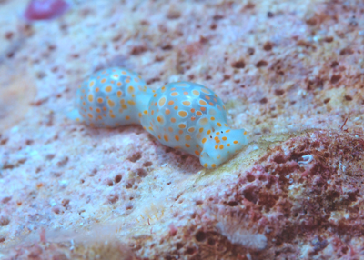 ミガキブドウガイ