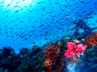インオアシスの根