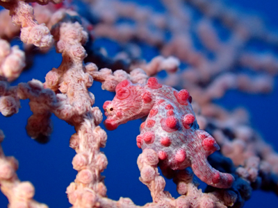 ピグミーシーホース