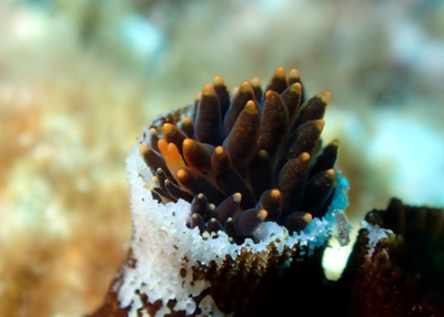 イボヤギミノウミウシ