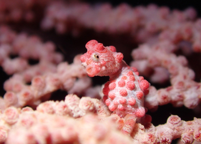 ピグミーシーホース