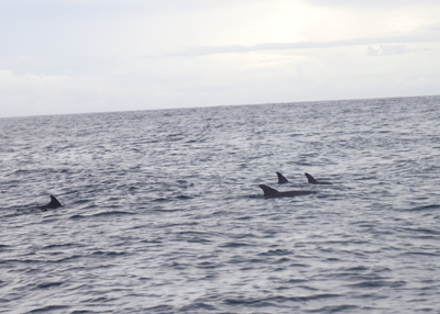 イルカの群れ