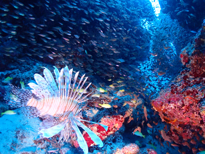 キンメモドキの根