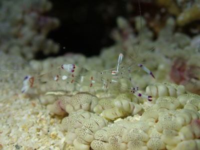 アカホシカクレエビ