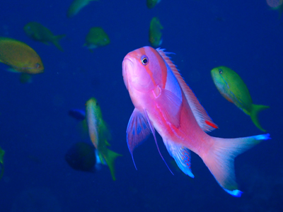 スミレナガハナダイ