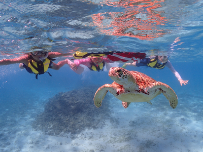 海がめと泳ごう