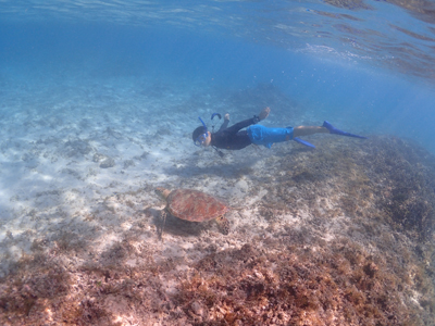 海がめと泳ごう
