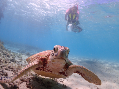 ウミガメと泳ごう