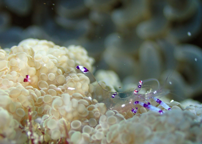 ナデシコカクレエビ