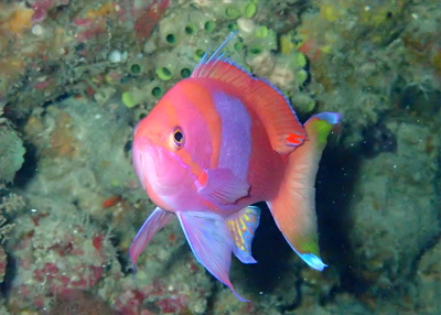 スミレナガハナダイ