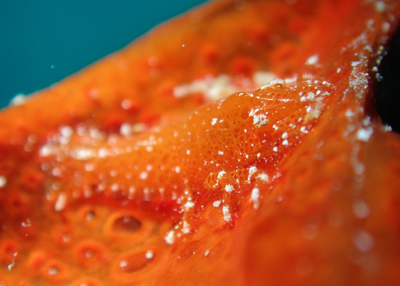 パロンシュリンプ