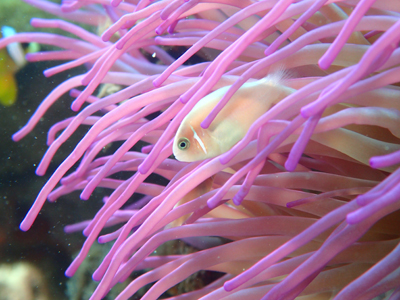 ハナビラクマノミ