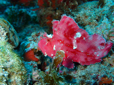 ハダカハオコゼ