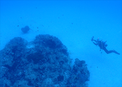 マダラエイとゲストさん