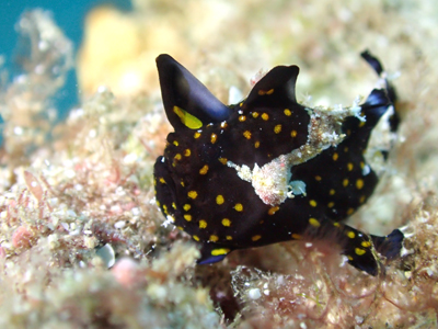 クマドリカエルアンコウ