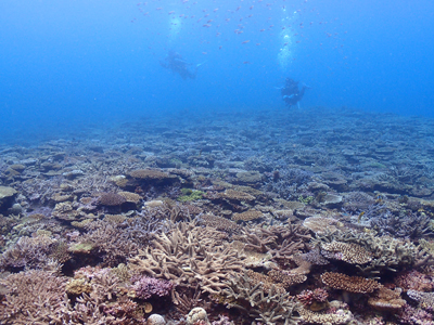 サンゴの群生