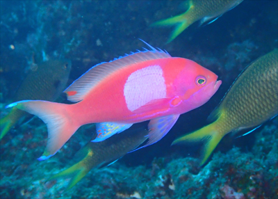 スミレナガハナダイ