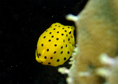 ミナミハコフグ幼魚