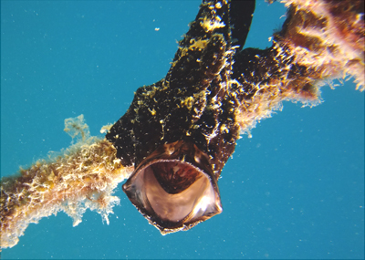 オオモンカエルアンコウ