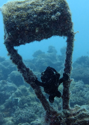 オオモンカエルアンコウ