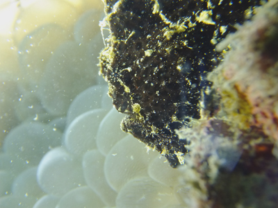 オオモンカエルアンコウ