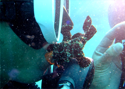 オオモンカエルアンコウ