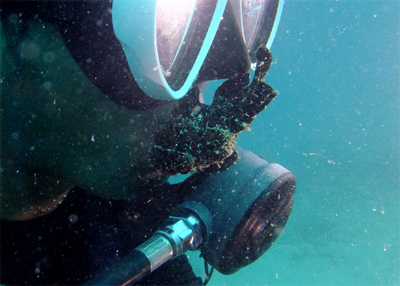 オオモンカエルアンコウ