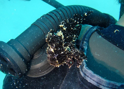 オオモンカエルアンコウ