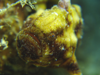 カエルアンコウモドキ