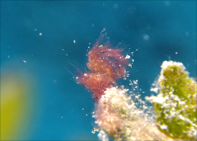 フィコカリスシムランス