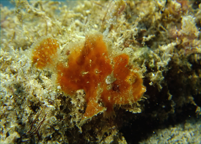 ウルマカエルアンコウ