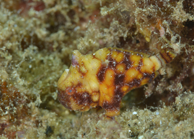 カエルアンコウモドキ