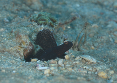 ホタテツノハゼ