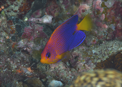 レンテンヤッコ