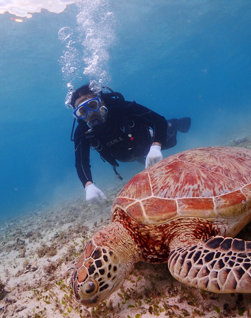 奄美大島海がめ体験ダイビング