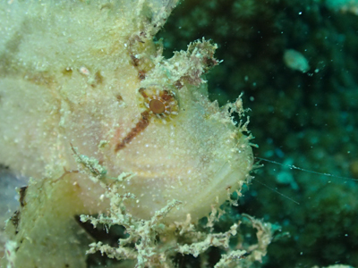 ハダカハオコゼ