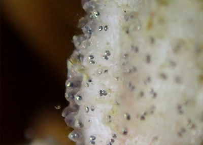 アカメハゼの卵