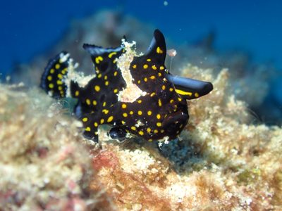 クマドリカエルアンコウ