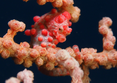 ピグミーシーホース