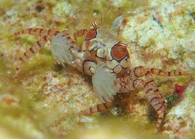 キンチャクガニ