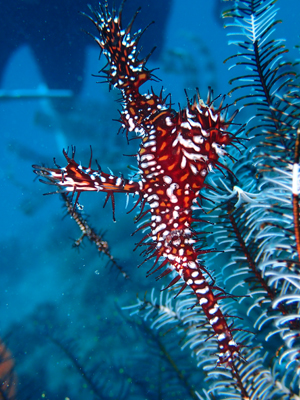 ニシキフウライウオ