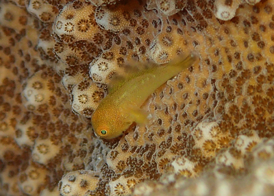 カサイダルマハゼ