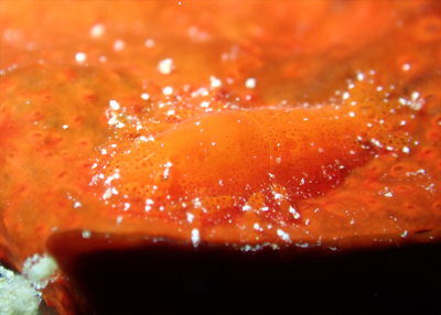 パロンシュリンプ