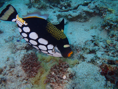 モンガラカワハギの子育て